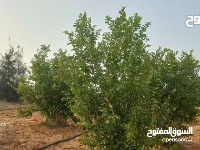 صورة 1 لـ هكتار بالمشتل عين زارة — ملك بشهادة عقارية قطعية — طرابلس